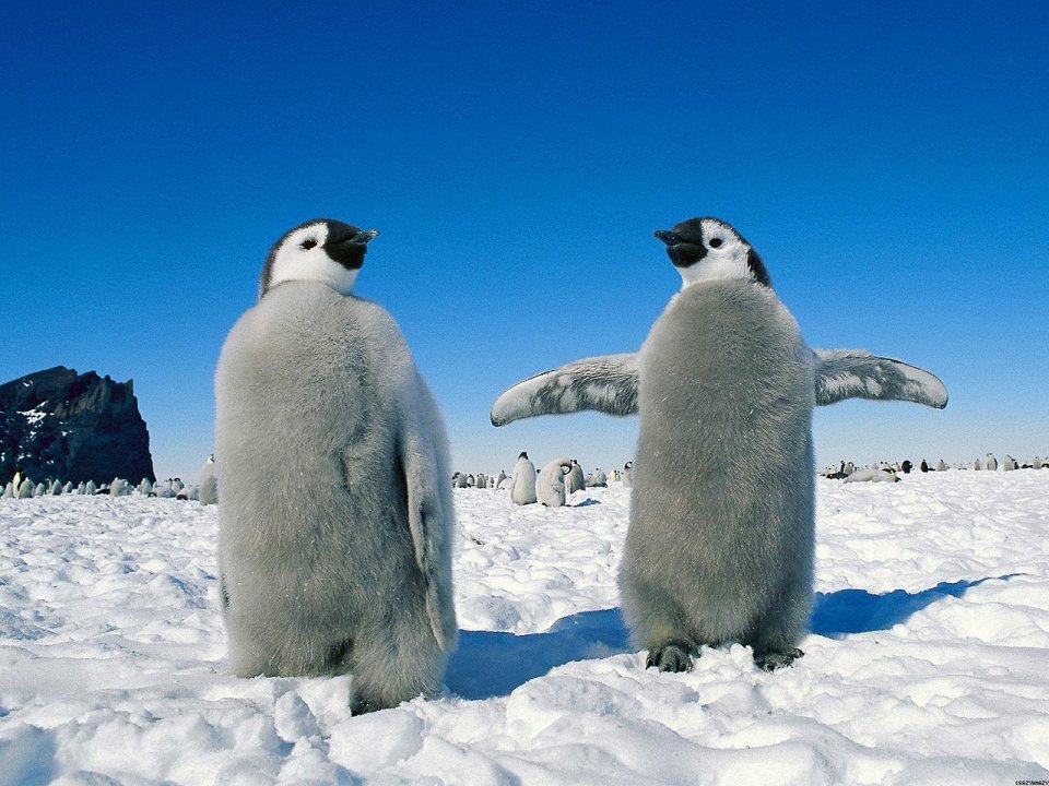Фото Антарктида под угрозой