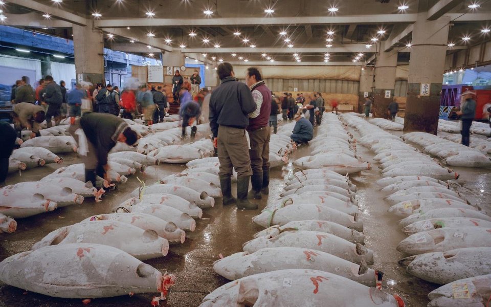 Фото Рыбный рынок Tsukiji, Япония