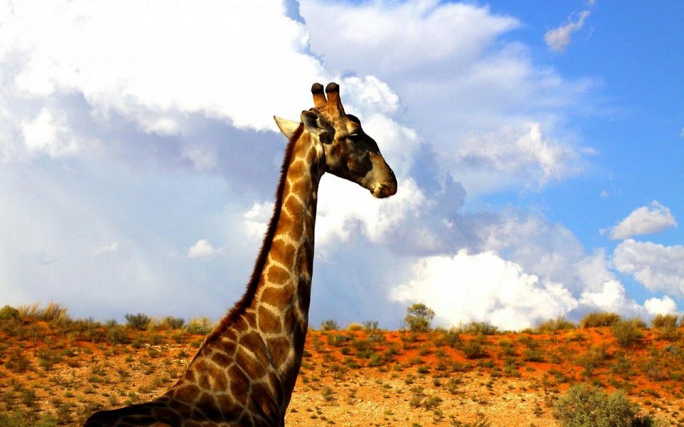 Фото Жирафы
