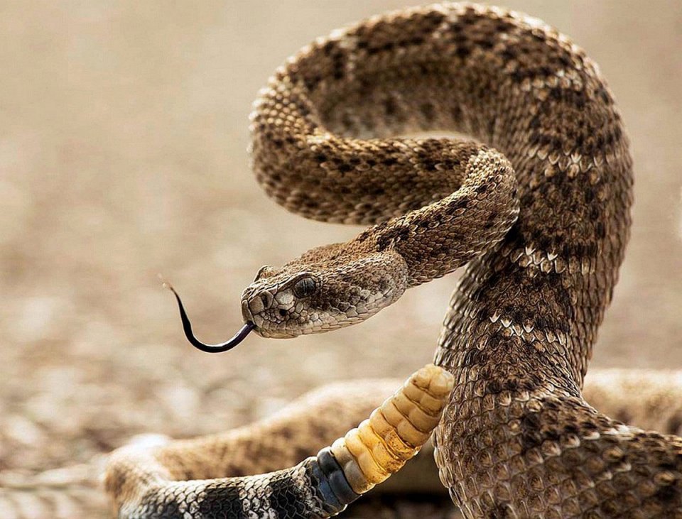 Фото Гремучая змея