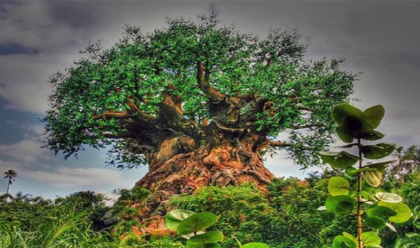 Фото Мистическое дерево