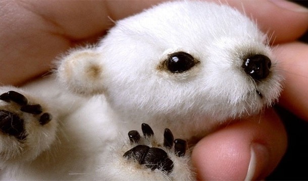 Фото Детеныш полярного медведя