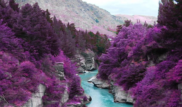 Фото Фиолетовые деревья волшебных бассейнов