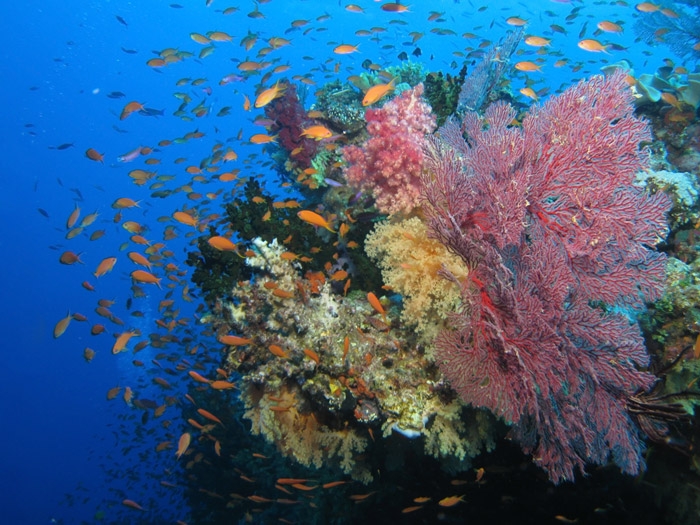 Фото Коралловый риф