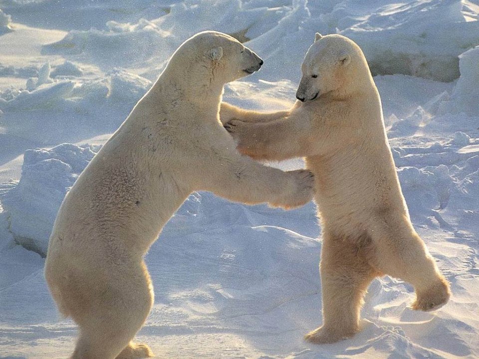 Фото Борьба с полярным медведем