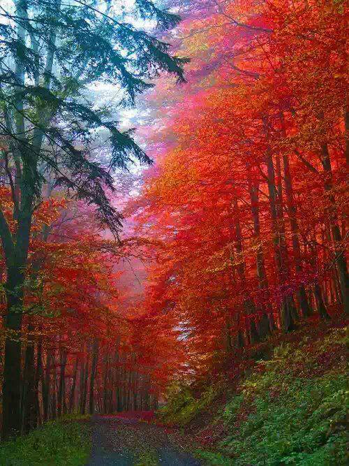 Фото Осенний лес в Саксонии