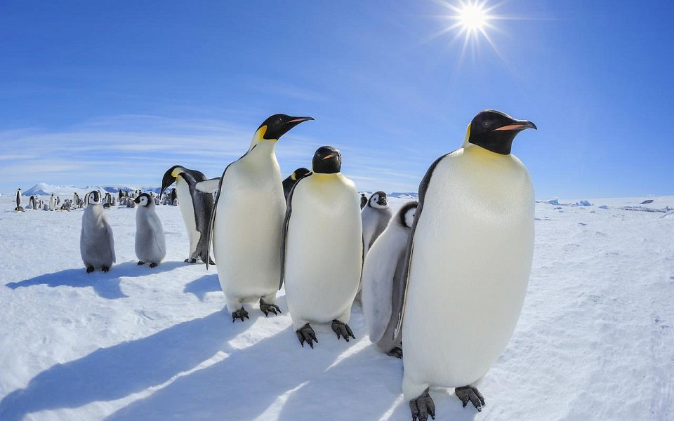 Фото Размножение Императорских пингвинов