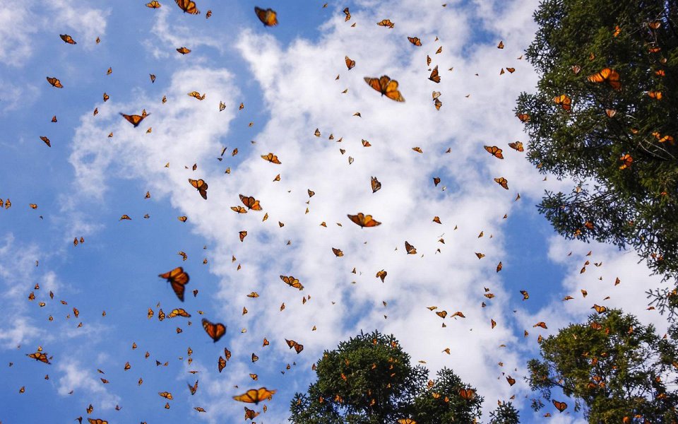 Фото Миграция бабочек Монарх