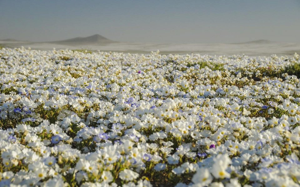 Фото Цветущая пустыня Атакама, Чили 