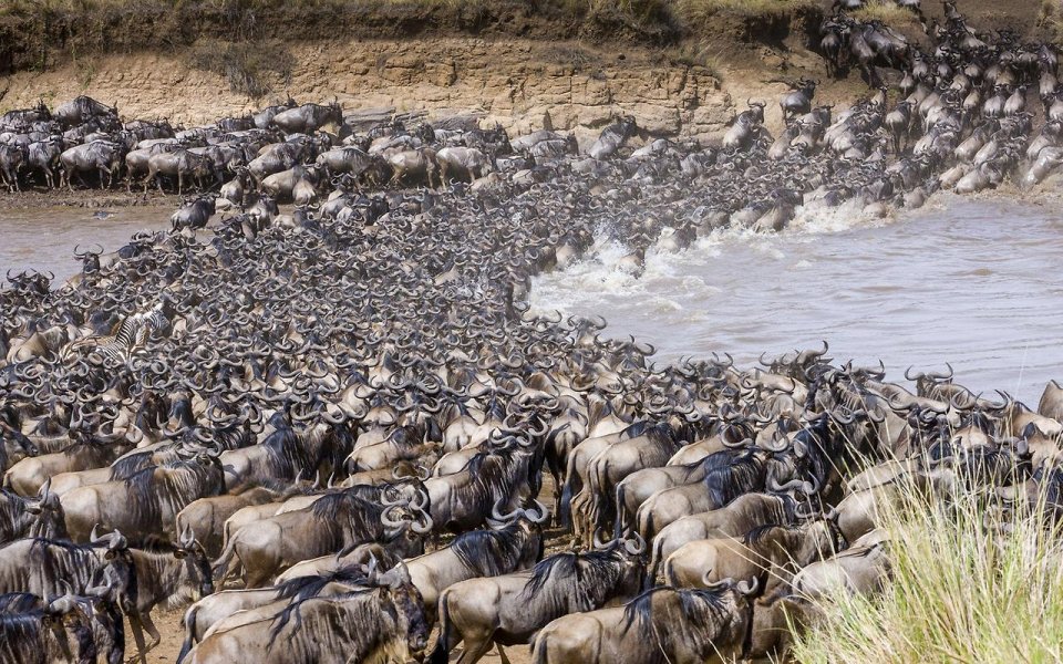 Фото Миграция антилоп гну