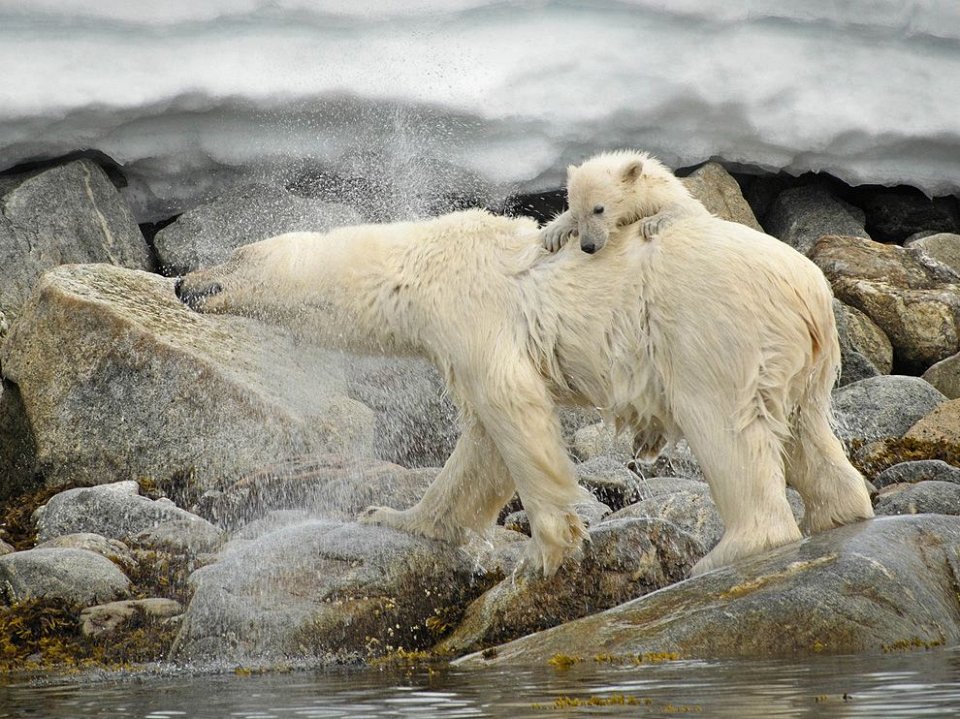 Фото Белые медведи в Шпицбергене