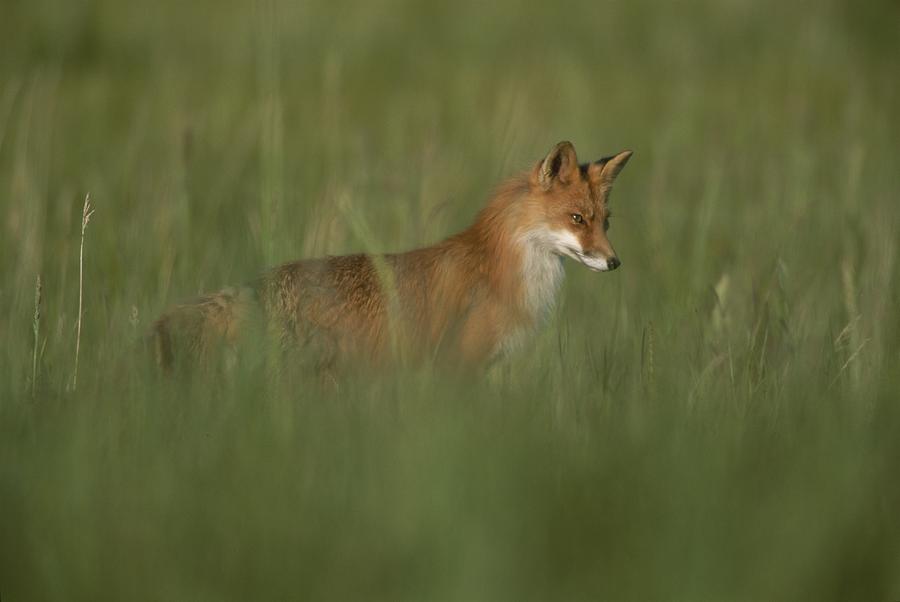 Фото Рыжая лиса