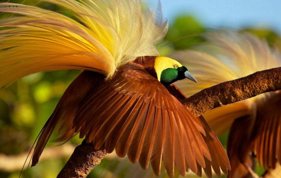 Фото Большая райская птица