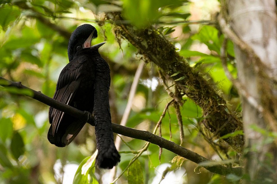 Фото Эквадорская зонтичная птица