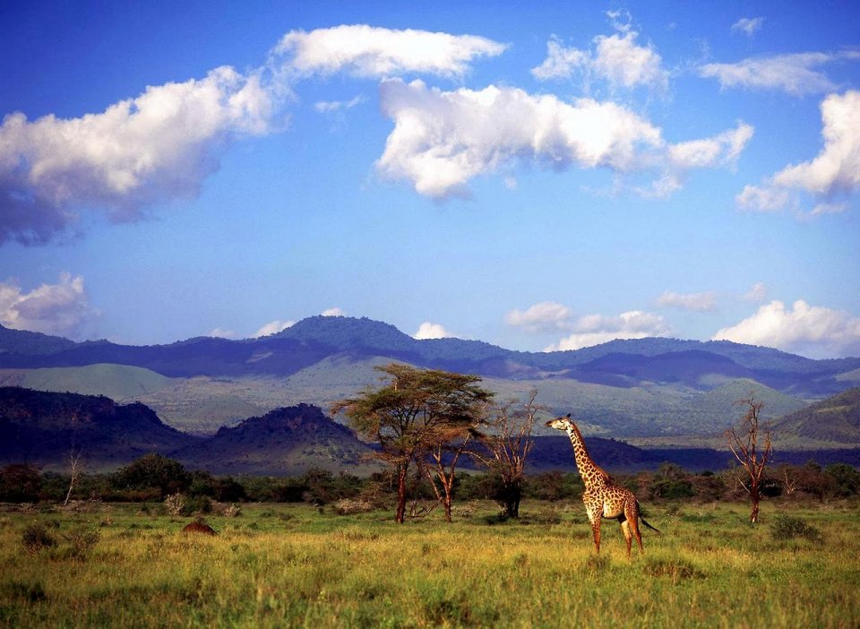 Фото Сафари в Кении