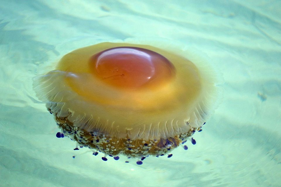 Фото Средиземноморская или медуза жареное яйцо