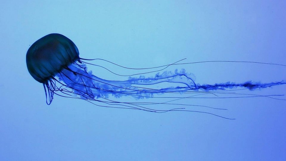 Фото Синяя медуза