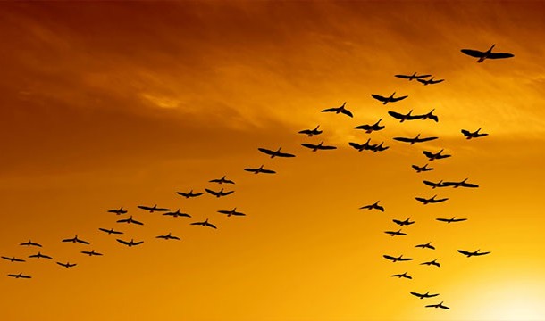Фото Миграция птиц