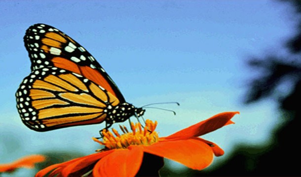 Фото Миграция бабочки Монарха