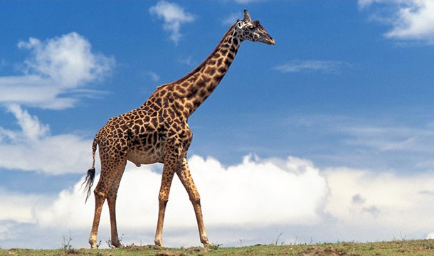 Фото Почему у жирафа длинная шея