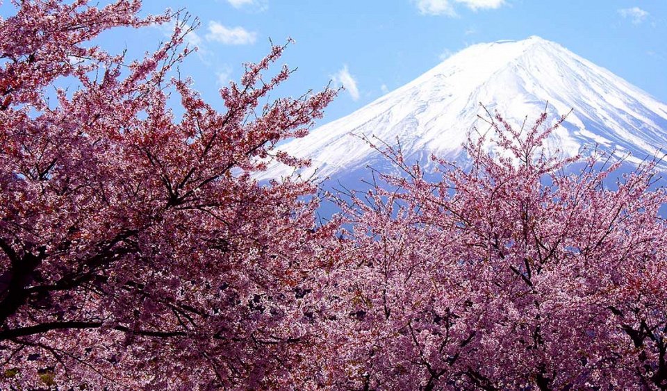 Фото Цветение сакуры в Японии