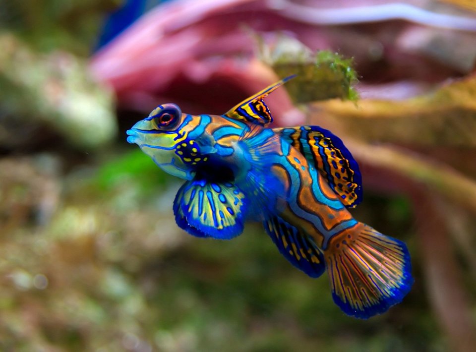 Фото Мандариновая рыбка