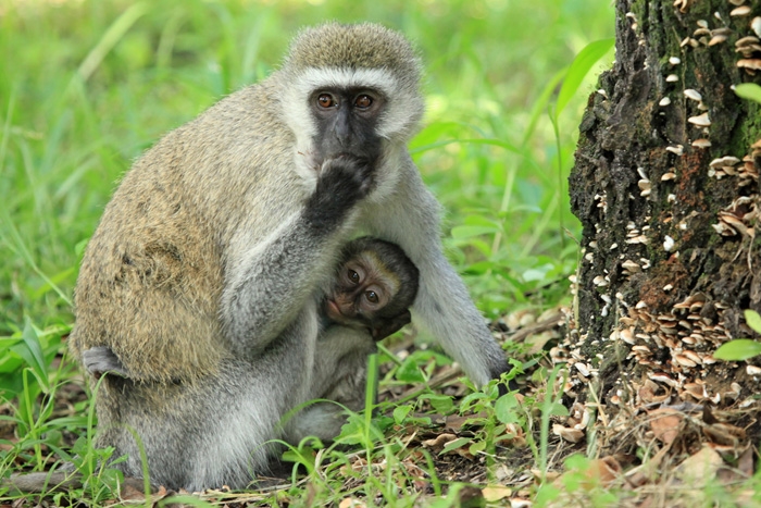 Фото Парк обезьян Верветок