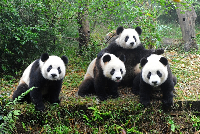 Фото Гигантские панды Сычуань