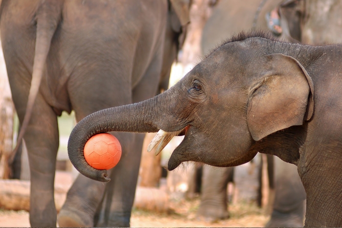 Фото Слоны в Бун Лотт