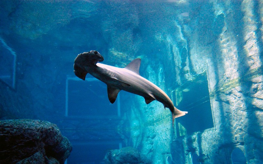 Фото Подводный мир уШака