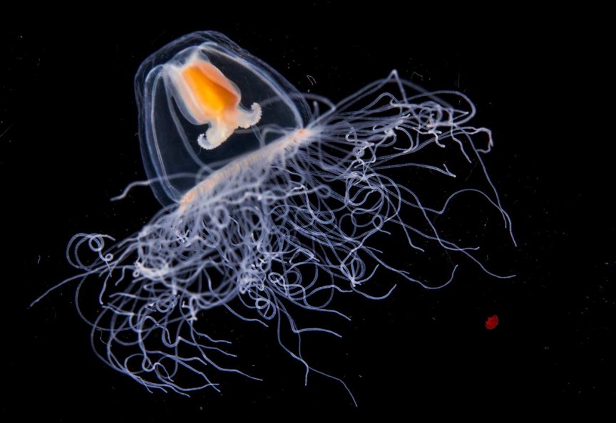 Фото Бессмертная медуза