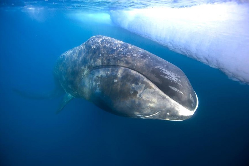Фото Полярный кит