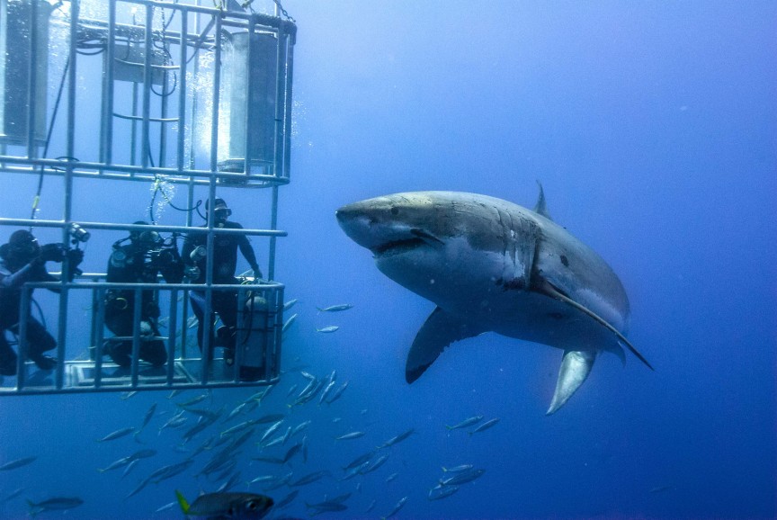 Фото Плавание с акулами в Мексике