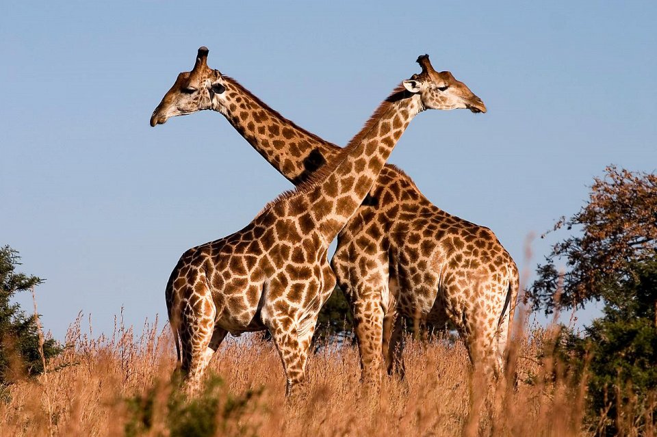 Фото Почему у жирафов длинная шея?