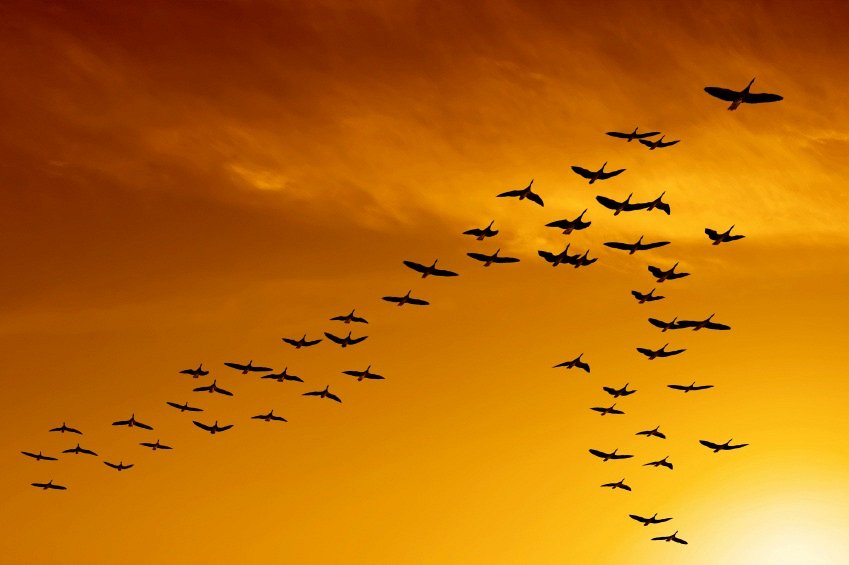 Фото Почему птицы мигрируют?