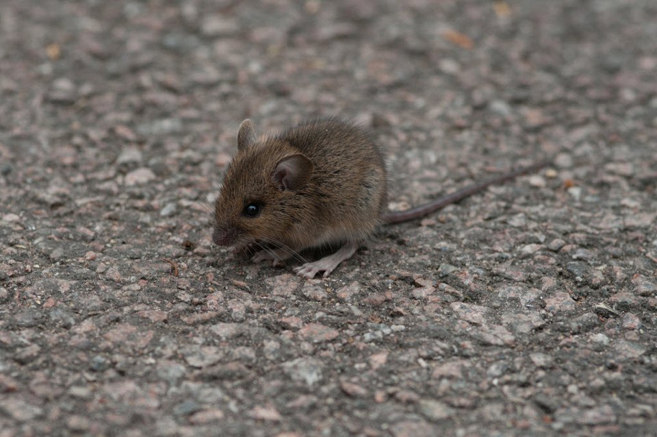 Фото Домовая мышь (1 год)