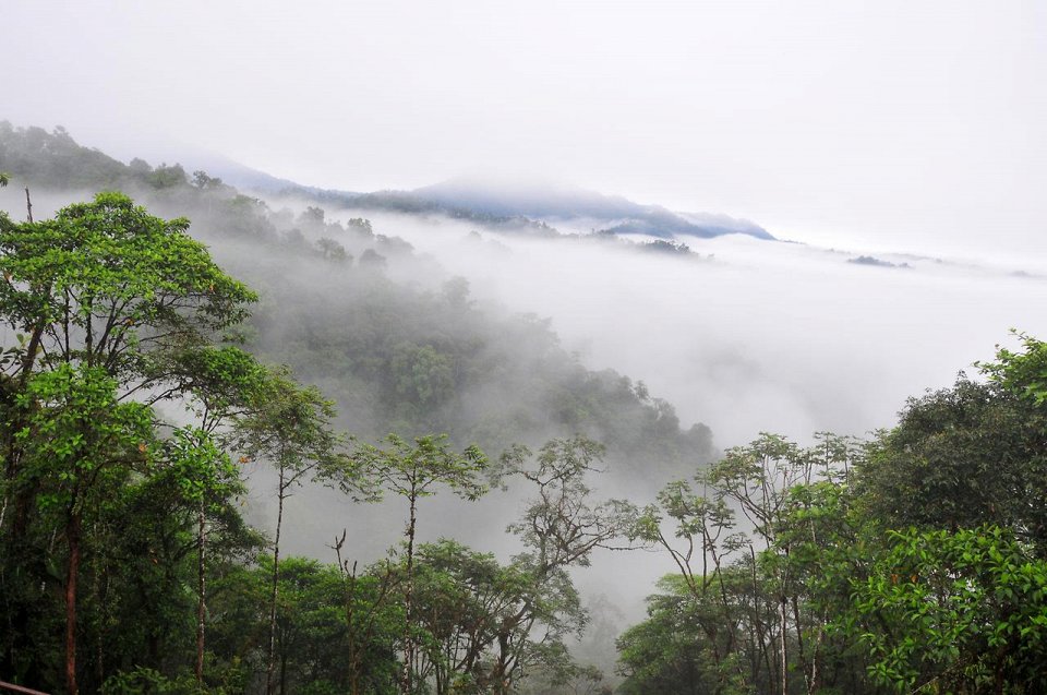 Фото Дождевой лес Эквадора