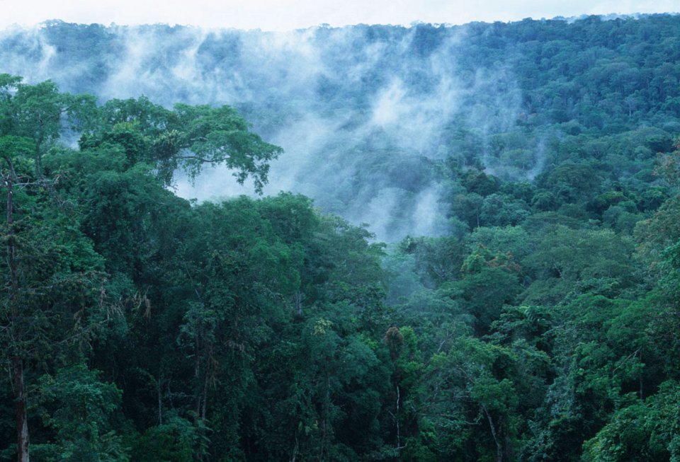 Фото Дождевой лес Конго