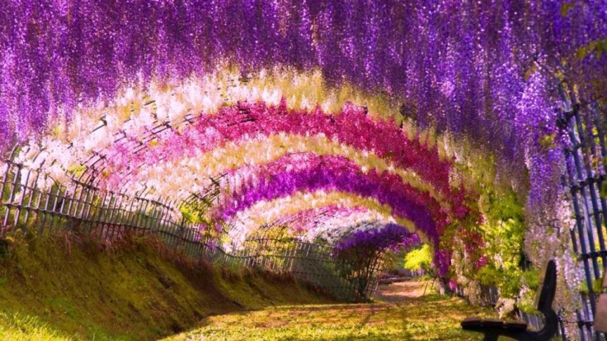 Фото Туннель Глициний в Японии