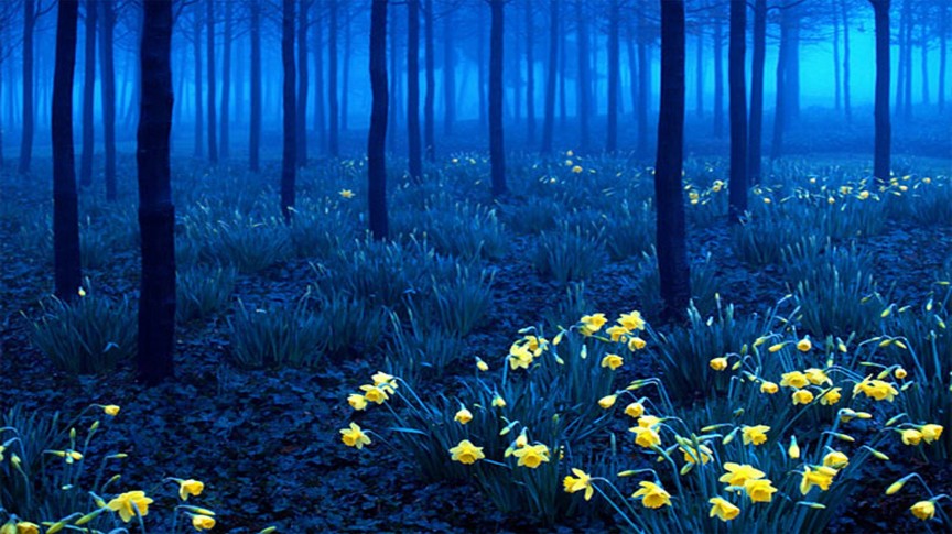 Фото Черный лес в Германии