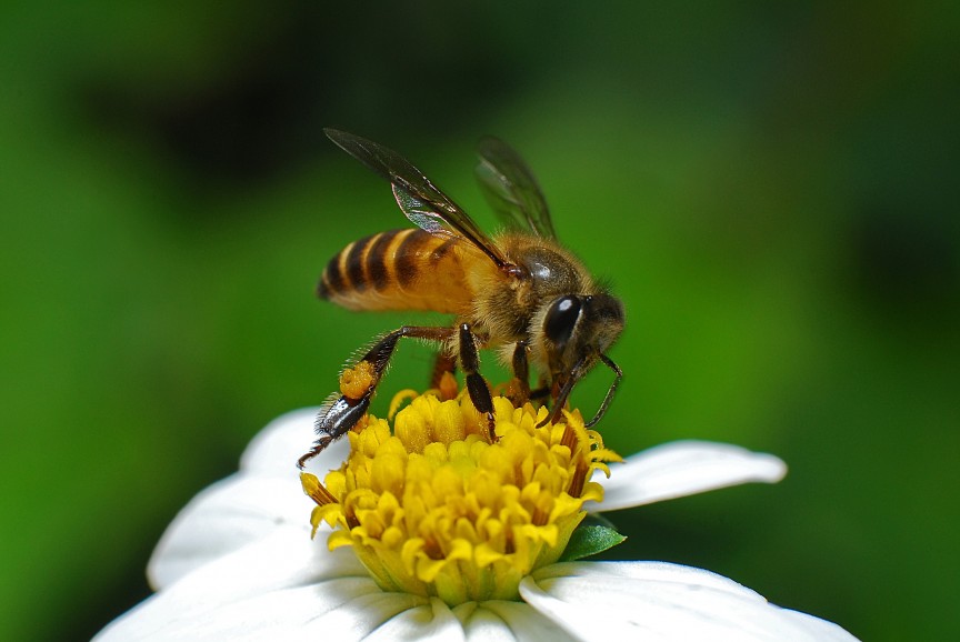 Фото Медоносная пчела: 2.0