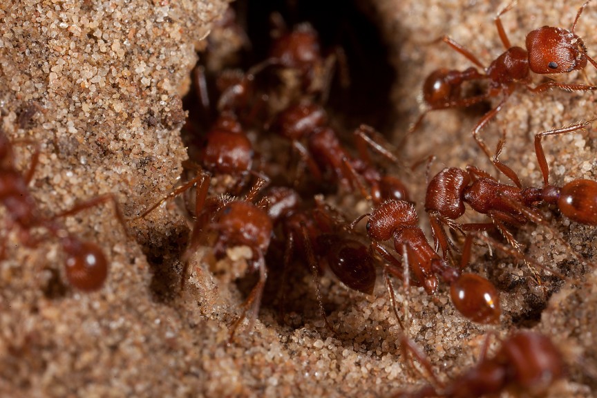 Фото Красный муравей-жнец: 3.0