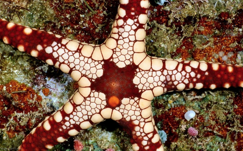 Фото Болезни морских звезд