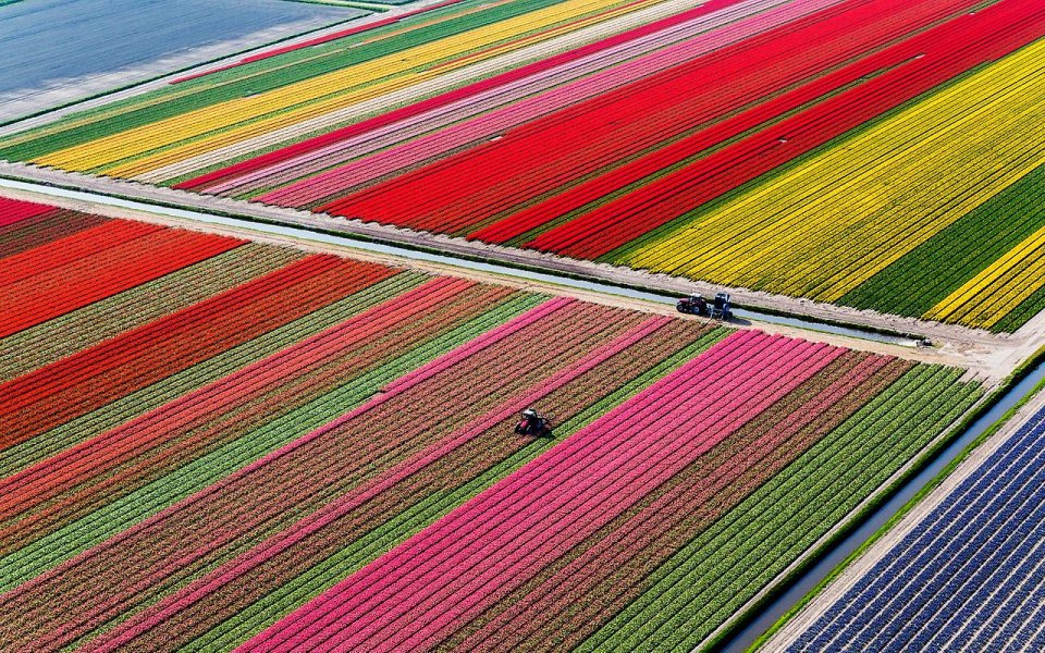 Фото Поля тюльпанов в Нидерландах