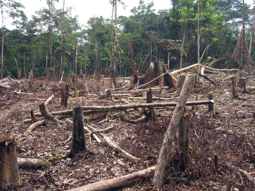 Фото Вырубка лесов