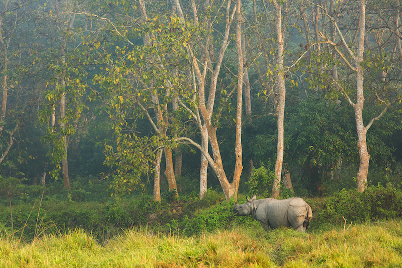 Фото Национальный парк Читван