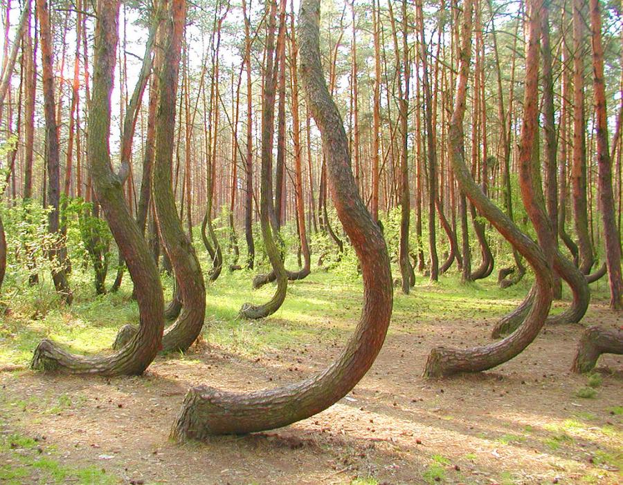 Фото Изогнутый лес в Польше