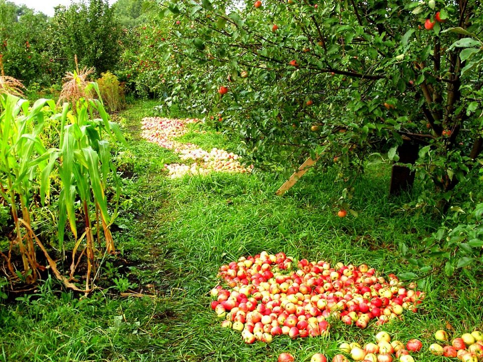 Фото Лес диких яблок в Казахстане