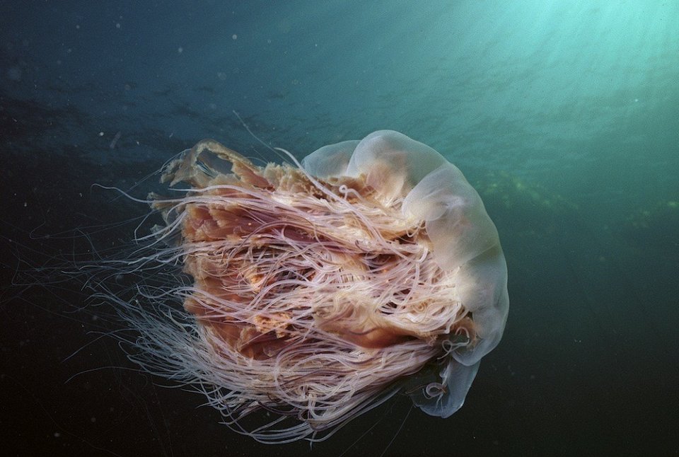 Фото Большая Красная медуза