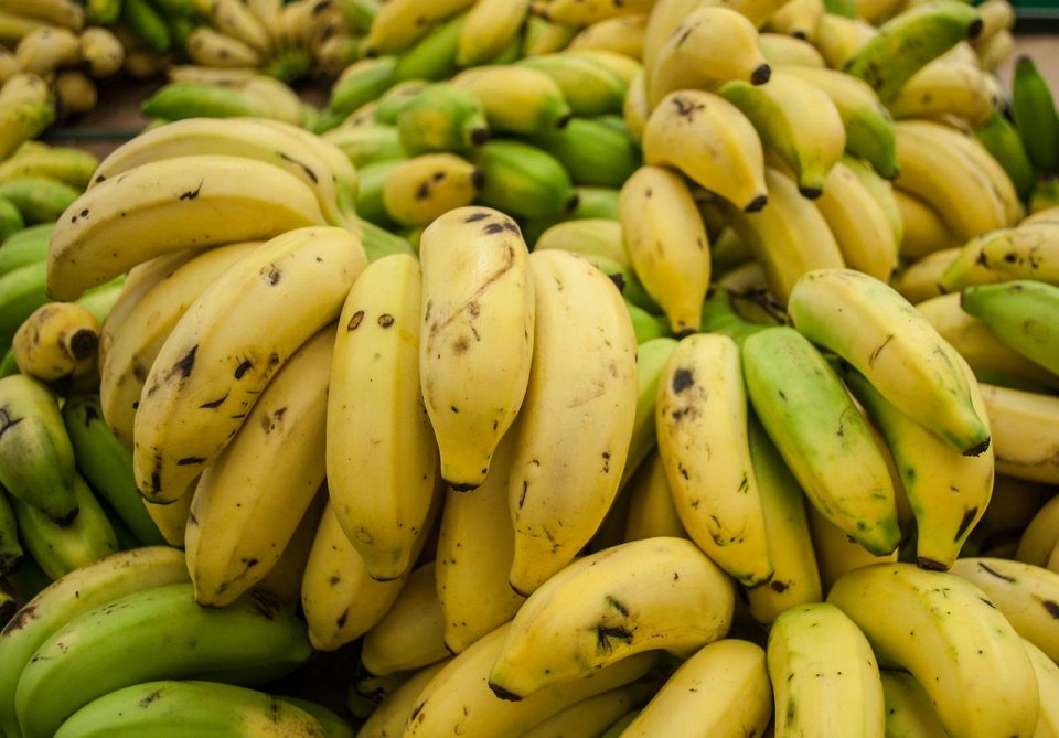 Фото Вымирание бананов